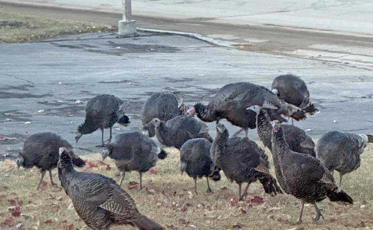 A group of turkeys, called a rafter, has been spotted in the neighborhood around West 7th St. in Webster ahead of the recent snow. Here, a baker’s dozen of mostly hen birds gather in Bob and Darlene Dosch’s yard Nov. 19. The birds seemed unconcerned about the upcoming holiday gathering which normally features their kind as a meal centerpiece. Reporter &amp; Farmer | Subscriber snapshot